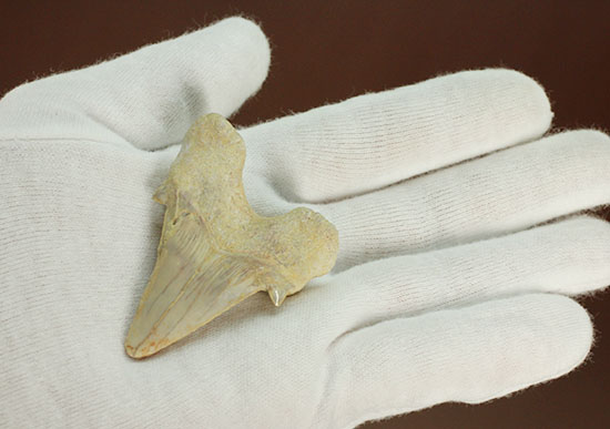 古代サメ・オトダス歯化石(Otodus obliqqus)（その9）