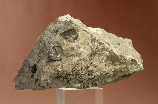 国産化石 パキ 251012－5