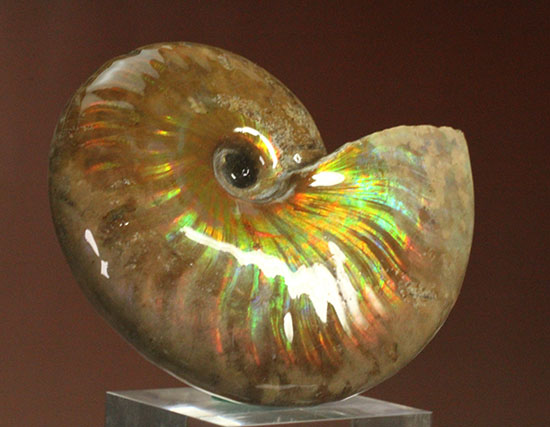 アンモナイト Amazon.co.jp: 【N2 stone Natural】天然化石 ヘマタイト化した