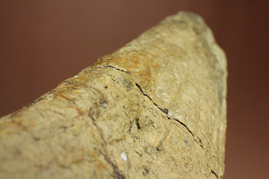 完全にナチュラルであることが確認されているトリケラトプスの幼体の角化石。外連味のない味わい！（その17）