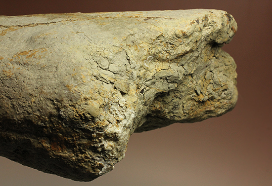 完全にナチュラルであることが確認されているトリケラトプスの幼体の角化石。外連味のない味わい！（その3）