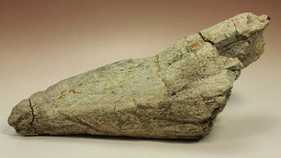 トリロバイト化石 約4cm x 3cm,南米からのお土産です トリロバイト化石 約4cm x 3cm,南米からのお土産です 昆虫用品