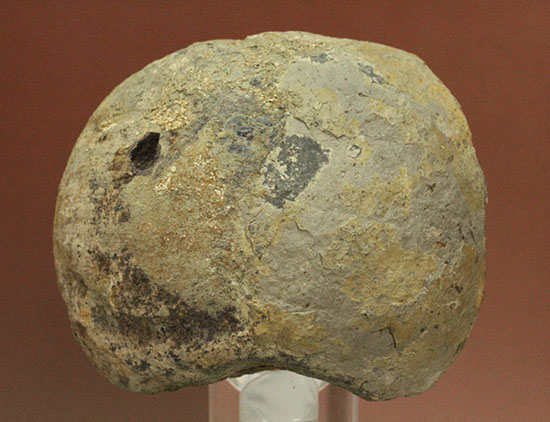 トリケラトプスの首を受け入れていた後頭顆（こうとうか）の化石（その1）