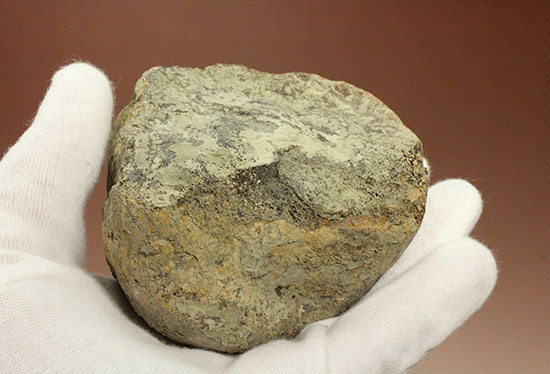トリケラトプスの首を受け入れていた後頭顆（こうとうか）の化石（その14）