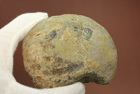 トリケラトプスの首を受け入れていた後頭顆（こうとうか）の化石（その15）