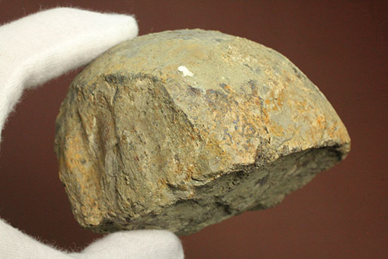 トリケラトプスの首を受け入れていた後頭顆（こうとうか）の化石（その16）