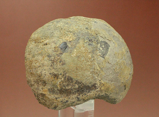 トリケラトプスの首を受け入れていた後頭顆（こうとうか）の化石（その17）