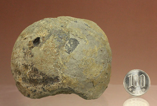 トリケラトプスの首を受け入れていた後頭顆（こうとうか）の化石（その18）