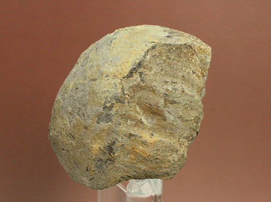 トリケラトプスの首を受け入れていた後頭顆（こうとうか）の化石（その3）