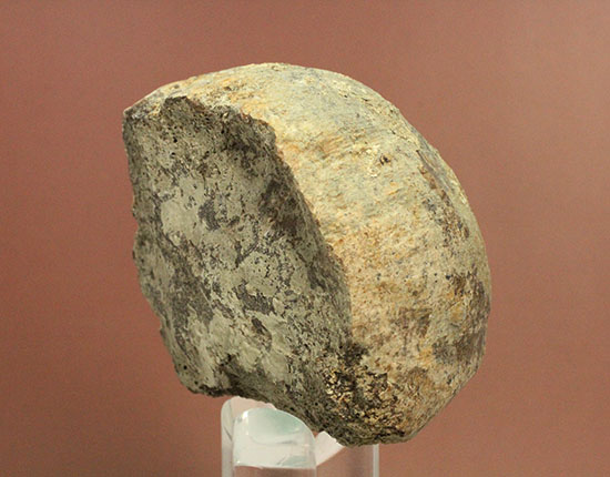 トリケラトプスの首を受け入れていた後頭顆（こうとうか）の化石（その6）