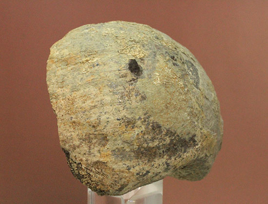トリケラトプスの首を受け入れていた後頭顆（こうとうか）の化石（その7）