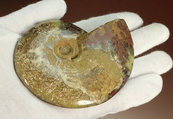 アンモナイトコレクションの楽しみ方の一つ「縫合線」を余すことなく味わえるマダガスカル産アンモナイト(Ammonite)（その16）