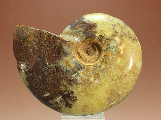 アンモナイトコレクションの楽しみ方の一つ「縫合線」を余すことなく味わえるマダガスカル産アンモナイト(Ammonite)（その2）