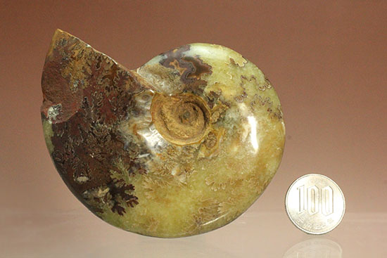 アンモナイトコレクションの楽しみ方の一つ「縫合線」を余すことなく味わえるマダガスカル産アンモナイト(Ammonite)（その20）