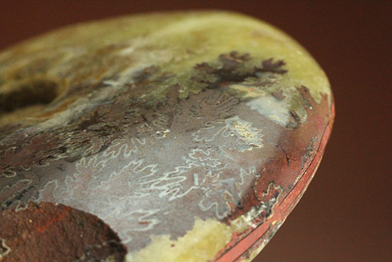 アンモナイトコレクションの楽しみ方の一つ「縫合線」を余すことなく味わえるマダガスカル産アンモナイト(Ammonite)（その4）