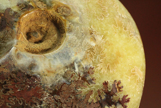 アンモナイトコレクションの楽しみ方の一つ「縫合線」を余すことなく味わえるマダガスカル産アンモナイト(Ammonite)（その8）