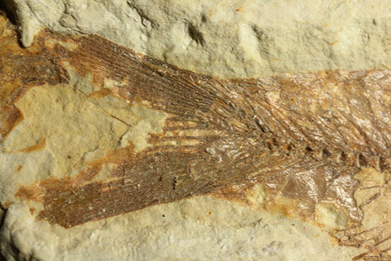ワイオミング州魚化石ナイティア(Knightia)（その14）
