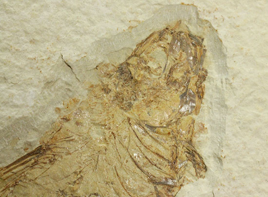 ワイオミング州魚化石ナイティア(Knightia)（その2）