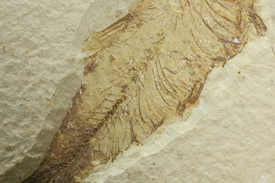 ワイオミング州魚化石ナイティア(Knightia)（その3）