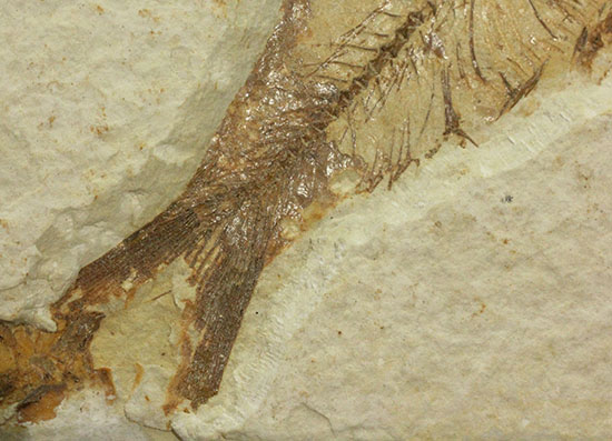 ワイオミング州魚化石ナイティア(Knightia)（その4）