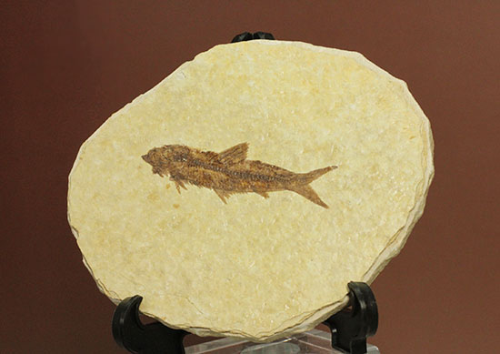 保存状態抜群のワイオミング州魚化石ナイティア(Knightia)(その1)