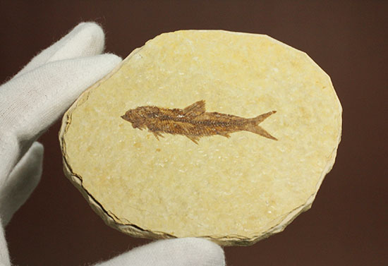 保存状態抜群のワイオミング州魚化石ナイティア(Knightia)(その10)