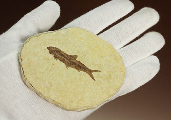保存状態抜群のワイオミング州魚化石ナイティア(Knightia)（その12）