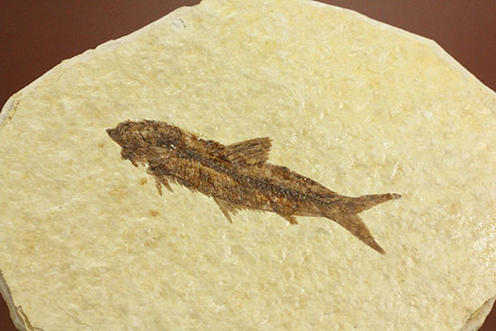 保存状態抜群のワイオミング州魚化石ナイティア(Knightia)（その14）