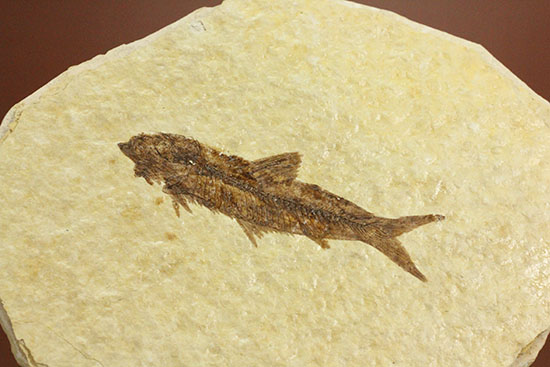 保存状態抜群のワイオミング州魚化石ナイティア(Knightia)(その14)