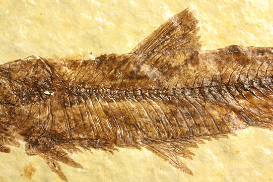 保存状態抜群のワイオミング州魚化石ナイティア(Knightia)(その3)