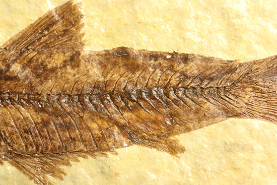 保存状態抜群のワイオミング州魚化石ナイティア(Knightia)（その4）