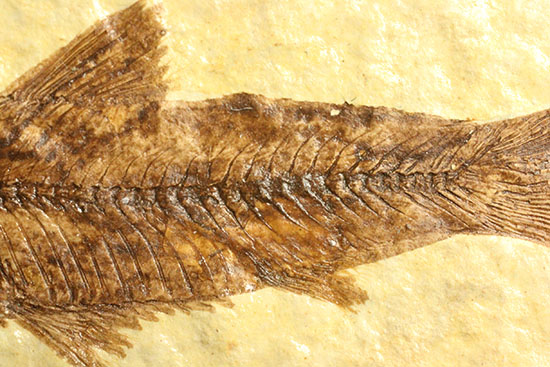 保存状態抜群のワイオミング州魚化石ナイティア(Knightia)(その4)