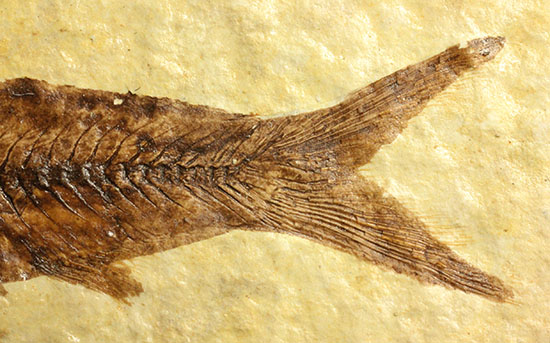 保存状態抜群のワイオミング州魚化石ナイティア(Knightia)（その5）