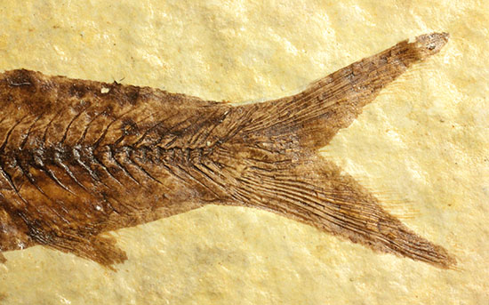 保存状態抜群のワイオミング州魚化石ナイティア(Knightia)(その5)