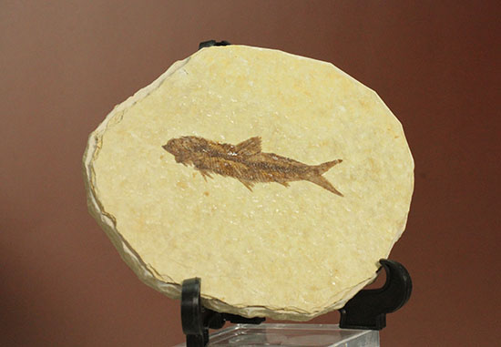 保存状態抜群のワイオミング州魚化石ナイティア(Knightia)（その6）