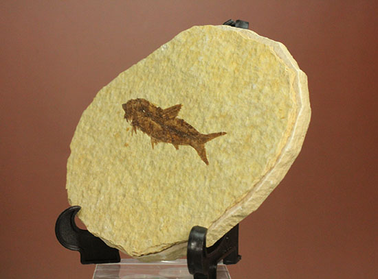 保存状態抜群のワイオミング州魚化石ナイティア(Knightia) 化石 販売