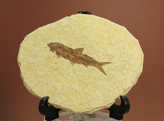 保存状態抜群のワイオミング州魚化石ナイティア(Knightia)（その9）