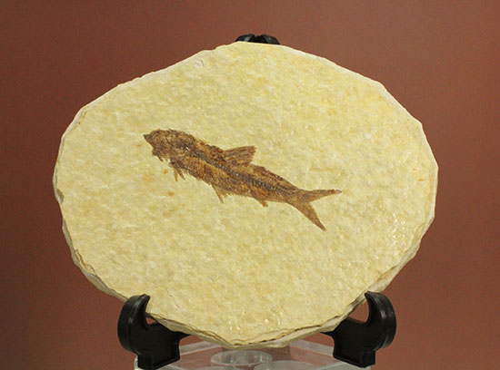 保存状態抜群のワイオミング州魚化石ナイティア(Knightia)(その9)