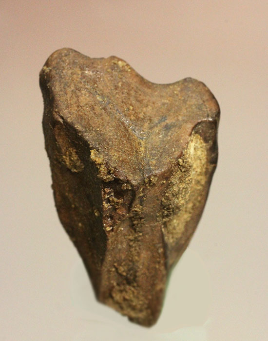でっかい！トリケラトプスの歯化石（その1）