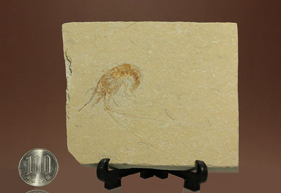 人気のレバノン産エビ化石（Carpopenaeus） 化石 販売