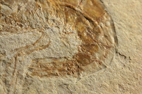 人気のレバノン産エビ化石（Carpopenaeus）（その5）