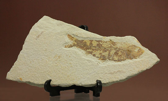 グリーンリバーフォーメーションで代表的化石、魚ナイティア（その1）