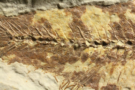 グリーンリバーフォーメーションで代表的化石、魚ナイティア（その11）