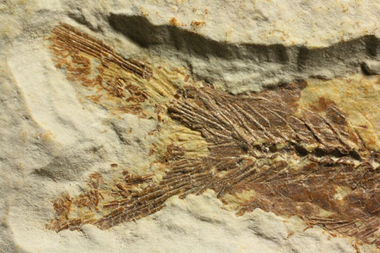グリーンリバーフォーメーションで代表的化石、魚ナイティア（その12）