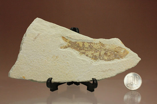 グリーンリバーフォーメーションで代表的化石、魚ナイティア（その14）