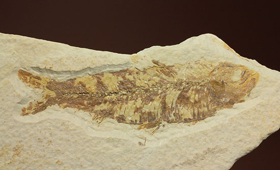 グリーンリバーフォーメーションで代表的化石、魚ナイティア（その2）
