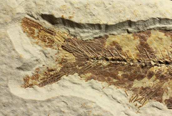 グリーンリバーフォーメーションで代表的化石、魚ナイティア（その6）
