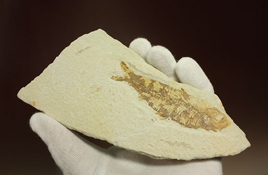 グリーンリバーフォーメーションで代表的化石、魚ナイティア（その7）