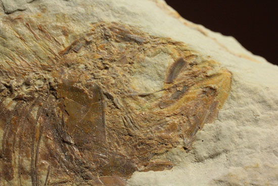 グリーンリバーフォーメーションで代表的化石、魚ナイティア（その8）