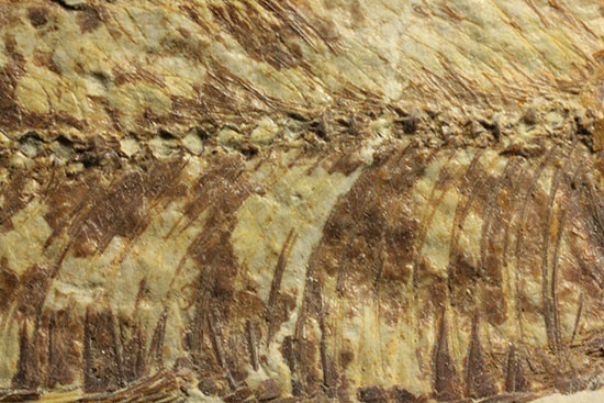 グリーンリバーフォーメーションで代表的化石、魚ナイティア（その9）